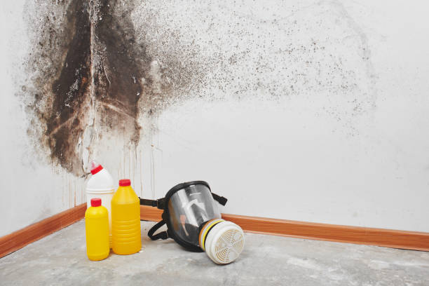 Best Professional Mold Removal  in Twentynine Palms, CA