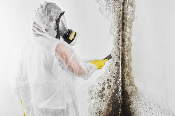 Best Certified Mold Removal  in Twentynine Palms, CA