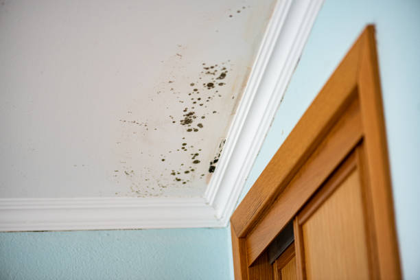 Best Mold Testing  in Twentynine Palms, CA