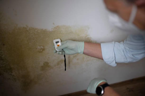 Best Mold Damage Repair  in Twentynine Palms, CA