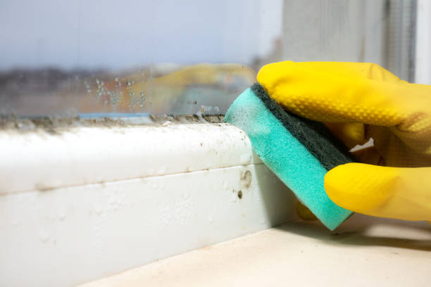 Best Commercial Mold Removal  in Twentynine Palms, CA
