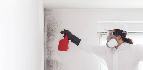 Twentynine Palms, CA Mold Removal Company
