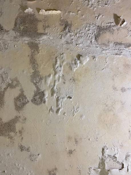 Best Black Mold Removal  in Twentynine Palms, CA