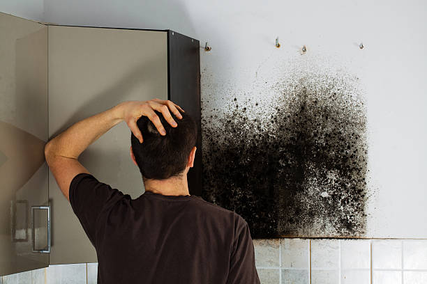 Best Mold Removal Near Me  in Twentynine Palms, CA