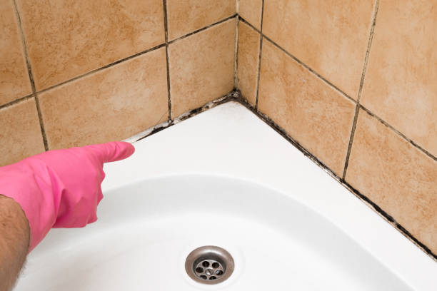 Best Fast Mold Removal  in Twentynine Palms, CA