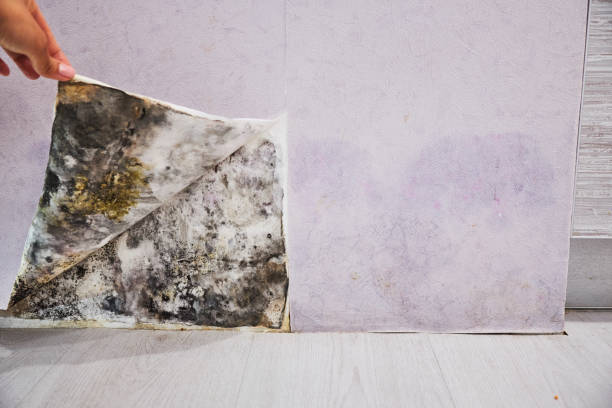 Best Local Mold Removal Service  in Twentynine Palms, CA